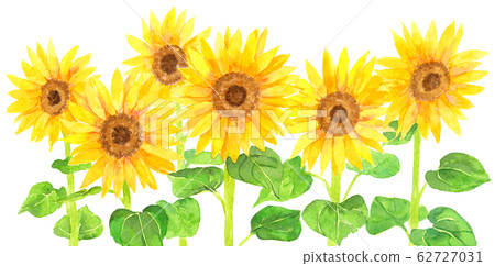 水彩向日葵 62727031