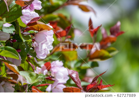 Fresh pink flowers of a blossoming apple tree Fresh pink flowers of a blossoming apple tree 62727889