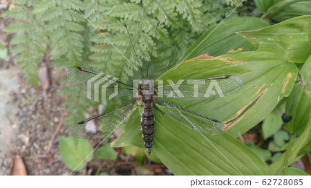 Melonized dragonfly Melonized dragonfly 62728085