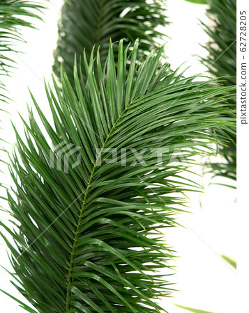 Phoenix Loheleny Phoenix Loheleny 62728205