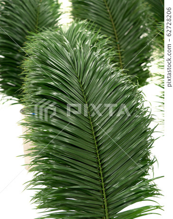 Phoenix Loheleny Phoenix Loheleny 62728206