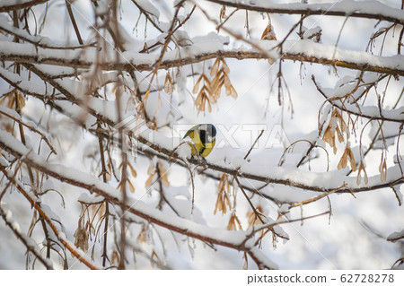 Titmouse on a snowy winter day 62728278