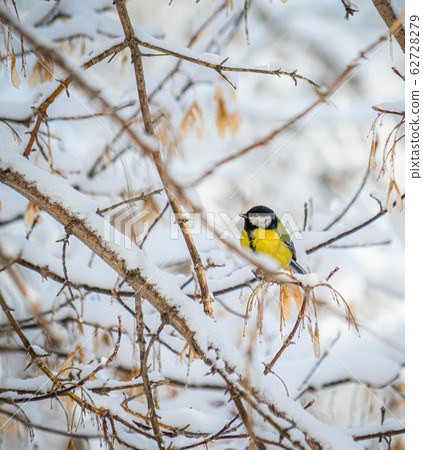 Titmouse on a snowy winter day 62728279