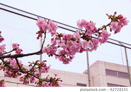 Kawazu cherry tree Kawazu cherry tree 62728331