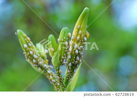 親吻傑夫·克萊爾·阿菲德 親吻傑夫·克萊爾·阿菲德 62728619