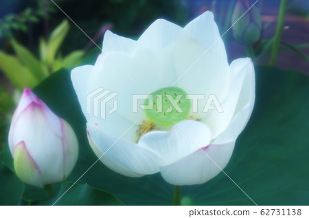 白蓮花 白蓮花 62731138