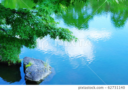 Fresh green Japanese maple and garden pond 62731140