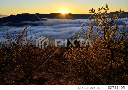 Higashi-Chichibu mountains and the morning sun in the sea of clouds that covers the rowby and Nagatoro town from Hotozan rowby garden 62731405