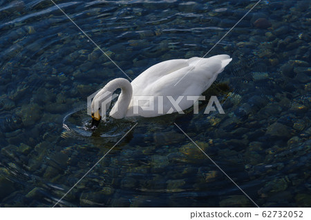 Swan searching for food in the river 62732052
