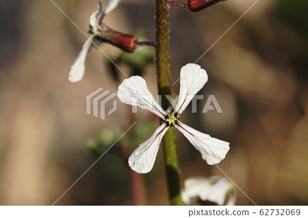 芝麻菜火箭花園火箭 62732069