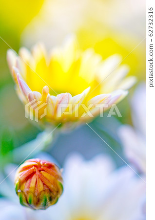 菊花 菊花 62732316