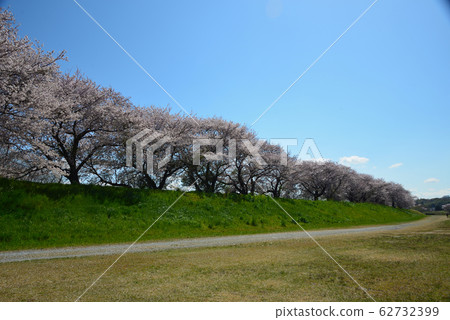 Row of cherry trees Row of cherry trees 62732399