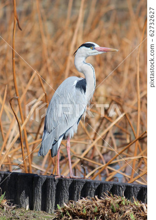 [野鳥]蒼鷺在水面上 62732627