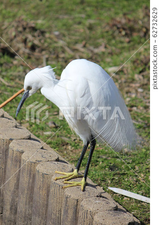 [野鳥]白鷺在水面上 62732629