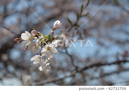 Cherry Blossoms Cherry Blossoms 62732709