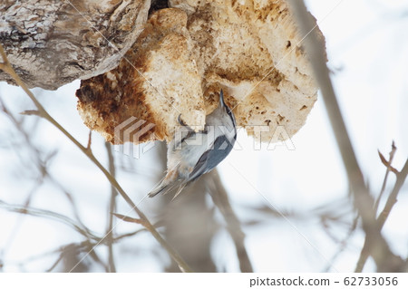 Goblin Goblin 62733056