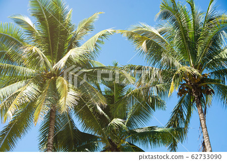 Coconut Palm Trees, Beautiful Tropical Background, Coconut Palm Trees, Beautiful Tropical Background, 62733090