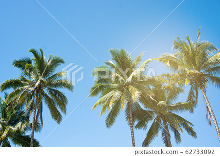 Coconut Palm Trees, Beautiful Tropical Background, Coconut Palm Trees, Beautiful Tropical Background, 62733092