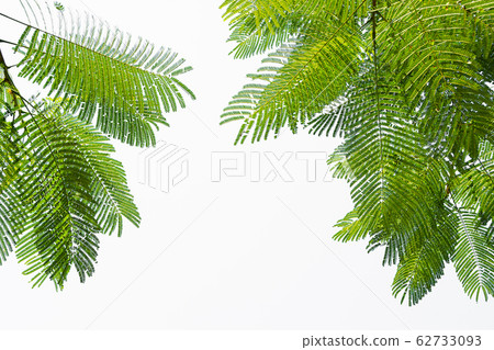 Green Leaf On The Branches Isolate On White 62733093