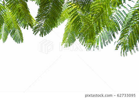 Green Leaf On The Branches Isolate On White 62733095