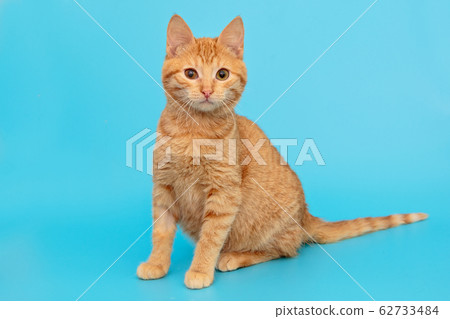 Beautiful red mongrel kitten Beautiful red mongrel kitten 62733484