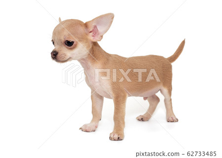 Small, beige color Chihuahua puppy Small, beige color Chihuahua puppy 62733485