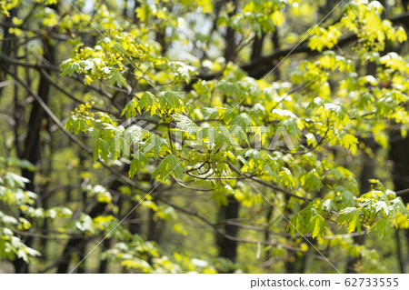 Spring coming, nature is awakening, first maple leaves in the park have soft green color. Spring coming, nature is awakening, first maple leaves in the park have soft green color. 62733555