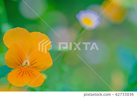 Pansy Pansy 62733836
