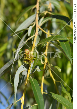 Golden Weeping Willow Golden Weeping Willow 62734171
