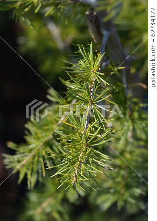 Cedar of Lebanon Cedar of Lebanon 62734172