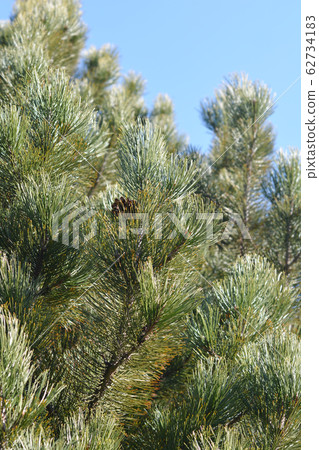 Bosnian pine 62734183