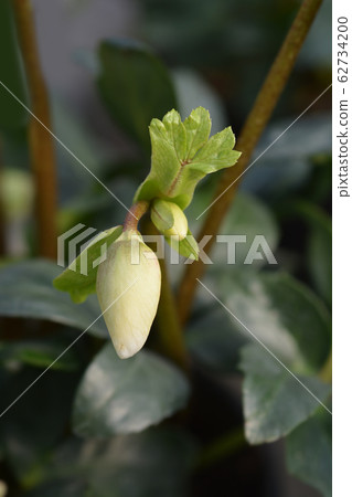 Christmas rose Select Christmas rose Select 62734200