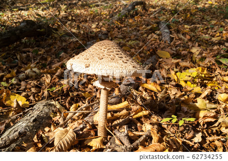 Sunlit parasol mushroom (Macrolepiota procera or 62734255