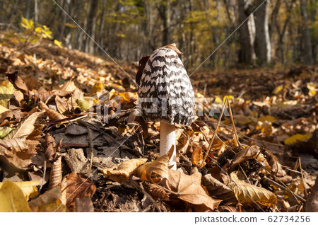 Young parasol mushroom (Macrolepiota procera or 62734256