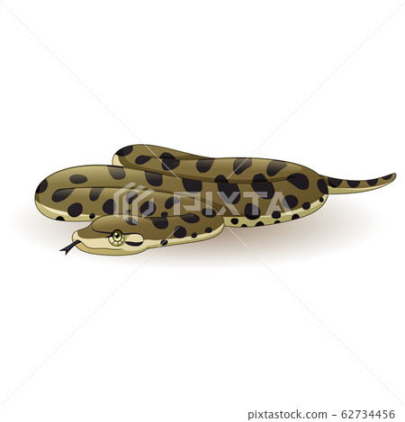 Cartoon anaconda snake on white background Cartoon anaconda snake on white background 62734456