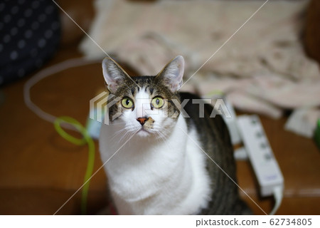 看著貓 看著貓 62734805