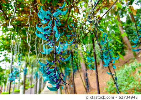 Honeysuckle 62734948