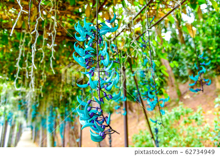 Honeysuckle 62734949