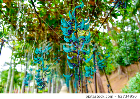 Honeysuckle Honeysuckle 62734950