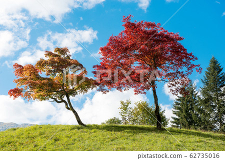two trees with beautiful fall colors 62735016