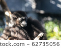 Cute animals 62735056