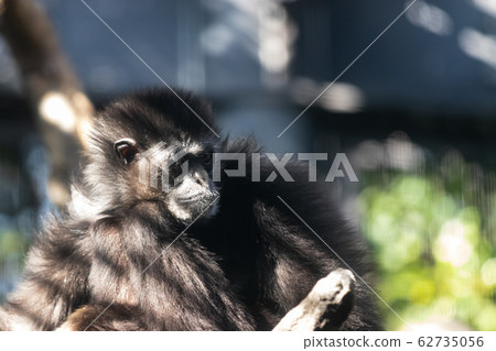 Cute animals Cute animals 62735056