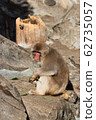 monkey 62735057