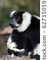 Crisslo Elemaki lemur 62735059