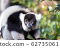 Crisslo Elemaki lemur 62735061