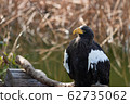Robust photo 62735062