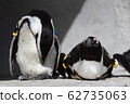 Penguin holiday 62735063
