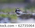Wild birds that survive on land 62735064