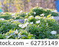 White flower 62735149