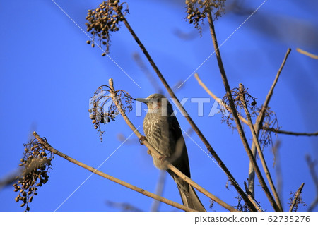 荒尾市四山神社 62735276